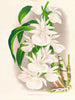 Catasetum bungerothi - Jean Jules Linden — vista dell’opera