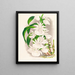 Catasetum bungerothi - Jean Jules Linden — quadro incorniciato alla parete