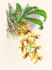 Catasetum galeritus - Jean Jules Linden — vista dell’opera