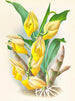 Catasetum macrocarpum - Jean Jules Linden — vista dell’opera