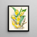 Catasetum macrocarpum - Jean Jules Linden — quadro incorniciato alla parete