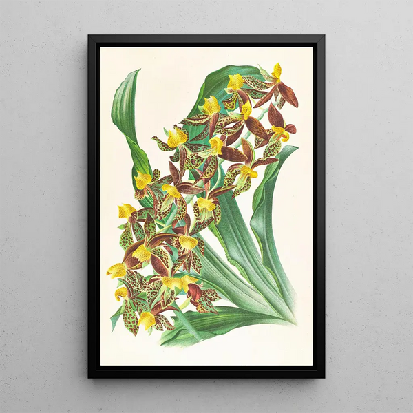 Jean Jules Linden - Catasetum rodigasianum.webp