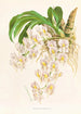 Catasetum tigrinum - Jean Jules Linden — vista dell’opera