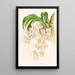 Catasetum tigrinum - Jean Jules Linden — quadro incorniciato alla parete