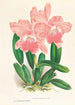 Cattleya Malouana - Jean Jules Linden — vista dell’opera