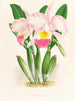 Cattleya Mendeli - Jean Jules Linden — vista dell’opera