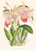 Cattleya Trianae - Jean Jules Linden — vista dell’opera
