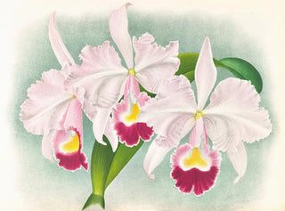Cattleya trianae var. Martin Cahuzac - Jean Jules Linden — vista dell’opera