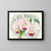 Cattleya trianae var. Martin Cahuzac - Jean Jules Linden — quadro incorniciato alla parete