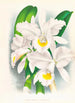 Cattleya Trianae var Pallida - Jean Jules Linden — vista dell’opera