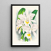 Cattleya Trianae var Pallida - Jean Jules Linden — quadro incorniciato alla parete