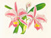 Cattleya trianae var. striata - Jean Jules Linden — vista dell’opera