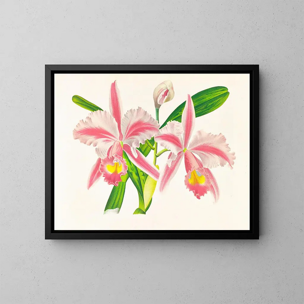 Cattleya trianae var. striata - Jean Jules Linden — quadro incorniciato alla parete