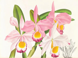 Cattleya eldorado - Jean Jules Linden — vista dell’opera