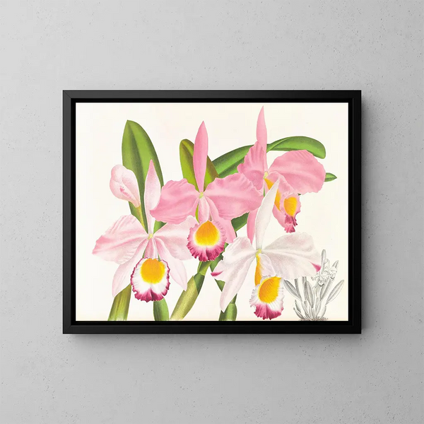 Cattleya eldorado - Jean Jules Linden — quadro incorniciato alla parete