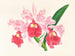Cattleya gigas - Jean Jules Linden — vista dell’opera