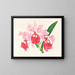 Cattleya gigas - Jean Jules Linden — quadro incorniciato alla parete