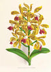 Cattleya guttata - Jean Jules Linden — vista dell’opera