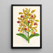Cattleya guttata - Jean Jules Linden — quadro incorniciato alla parete