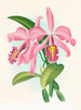 Cattleya maxima - Jean Jules Linden — vista dell’opera