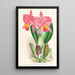 Cattleya percivaliana var reichenbachi - Jean Jules Linden — quadro incorniciato alla parete