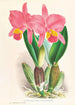 Cattleya percivaliana var reichenbachi - Jean Jules Linden — vista dell’opera