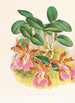 Cattleya schilleriana - Jean Jules Linden — vista dell’opera