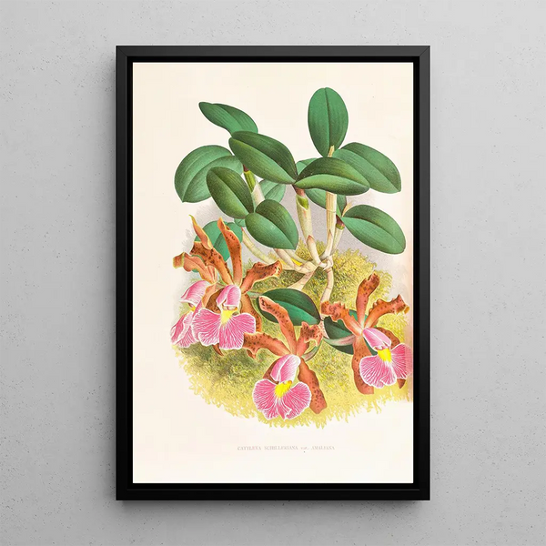 Jean Jules Linden - Cattleya schilleriana.webp