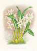 Coelogyne ocellata - Jean Jules Linden — vista dell’opera
