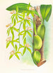 Coelogyne peltastes - Jean Jules Linden — vista dell’opera