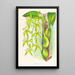Coelogyne peltastes - Jean Jules Linden — quadro incorniciato alla parete