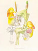Coryanthes bungerothi - Jean Jules Linden — vista dell’opera