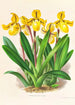 Cypripedium Druryi - Jean Jules Linden — vista dell’opera
