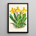 Cypripedium Druryi - Jean Jules Linden — quadro incorniciato alla parete