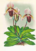 Cypripedium barbato veitchianum - Jean Jules Linden — vista dell’opera