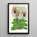 Cypripedium barbato veitchianum - Jean Jules Linden — quadro incorniciato alla parete