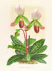 Cypripedium callosum - Jean Jules Linden — vista dell’opera