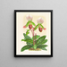 Cypripedium callosum - Jean Jules Linden — quadro incorniciato alla parete