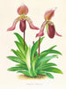 Cypripedium fraseri - Jean Jules Linden — vista dell’opera
