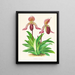 Cypripedium fraseri - Jean Jules Linden — quadro incorniciato alla parete