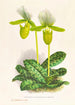 Cypripedium lawrenceanum var hyeanum - Jean Jules Linden — vista dell’opera