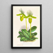 Cypripedium lawrenceanum var hyeanum - Jean Jules Linden — quadro incorniciato alla parete