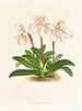 Cypripedium microchilum - Jean Jules Linden — vista dell’opera