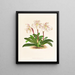 Cypripedium microchilum - Jean Jules Linden — quadro incorniciato alla parete