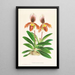 Cypripedium oenanthum superbum - Jean Jules Linden — quadro incorniciato alla parete