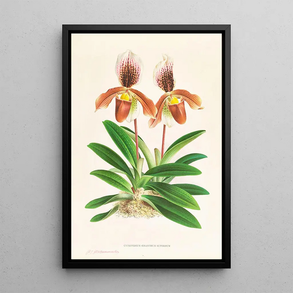 Jean Jules Linden - Cypripedium oenanthum superbum.webp