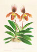Cypripedium oenanthum superbum - Jean Jules Linden — vista dell’opera