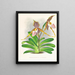 Cypripedium excelle var. Kimballianum - Jean Jules Linden — quadro incorniciato alla parete