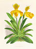 Cypripedium sallieri - Jean Jules Linden — vista dell’opera