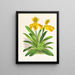 Cypripedium sallieri - Jean Jules Linden — quadro incorniciato alla parete